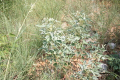 Rhynchosia beddomei